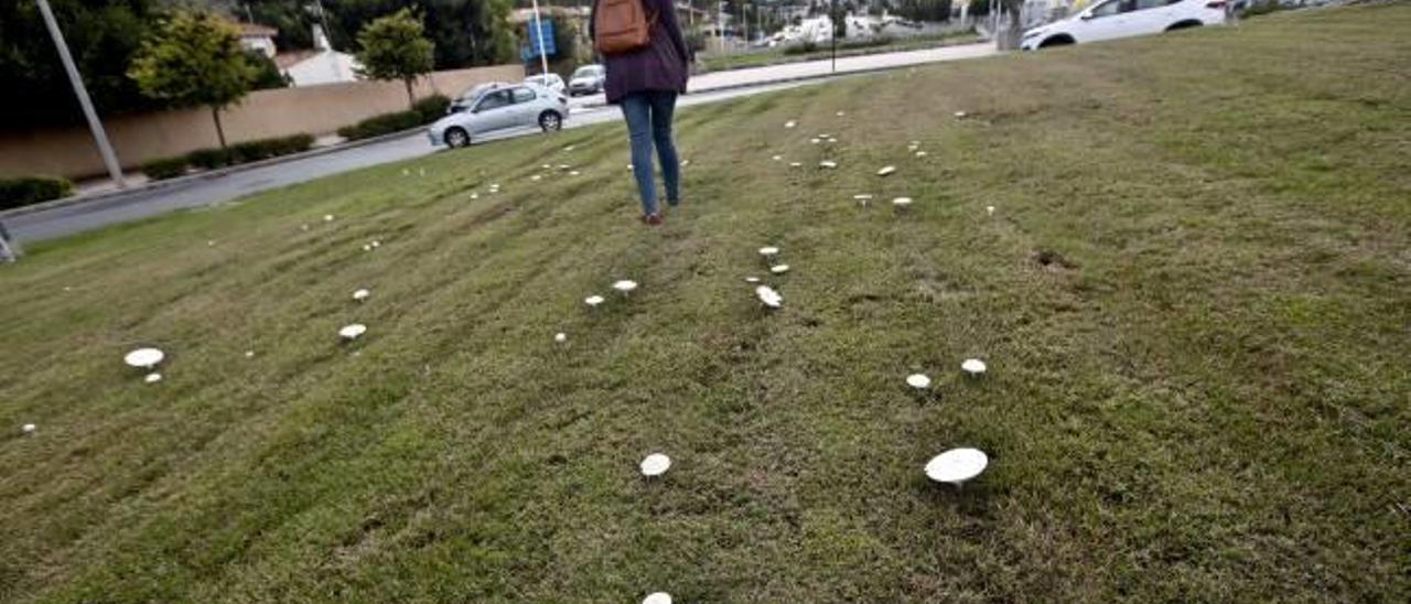 Las setas crecen bien en las rotondas de Alicante