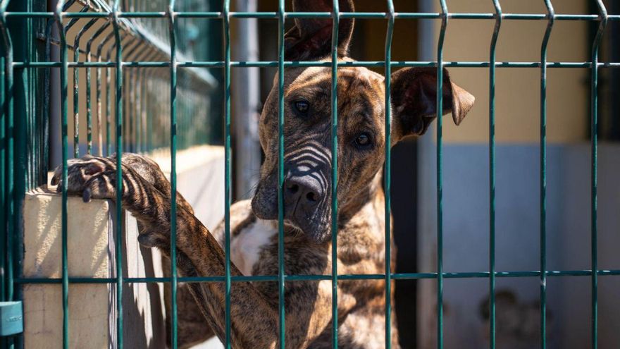 Alrededor de 6.000 animales son abandonados en Canarias cada año: solo el 10% de los perros y el 1% de los gatos tienen microchip