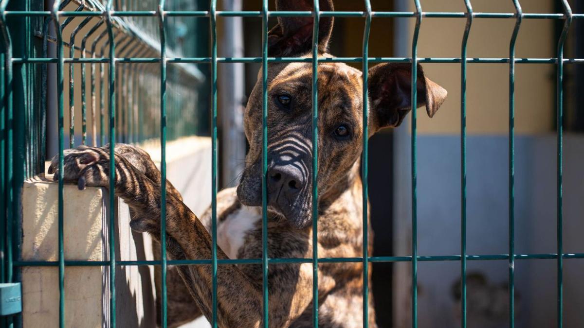 Perro en adopción en el albergue de Valle Colino.