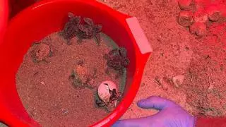 Prodigio en las playas de Dénia: nacen otras 98 tortugas