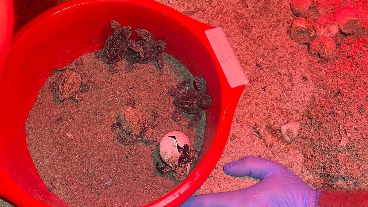 Tortugas recién nacidas y otra que rompe el cascarón