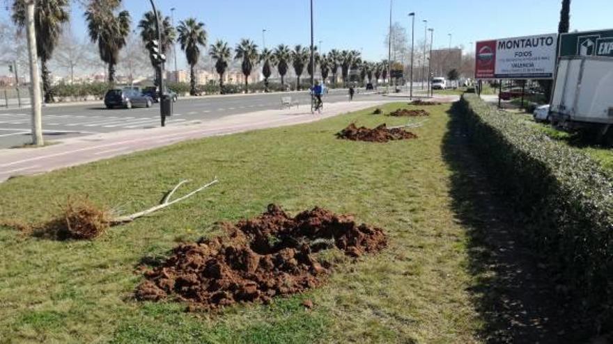 Los hoyos realizados para la repoblación.