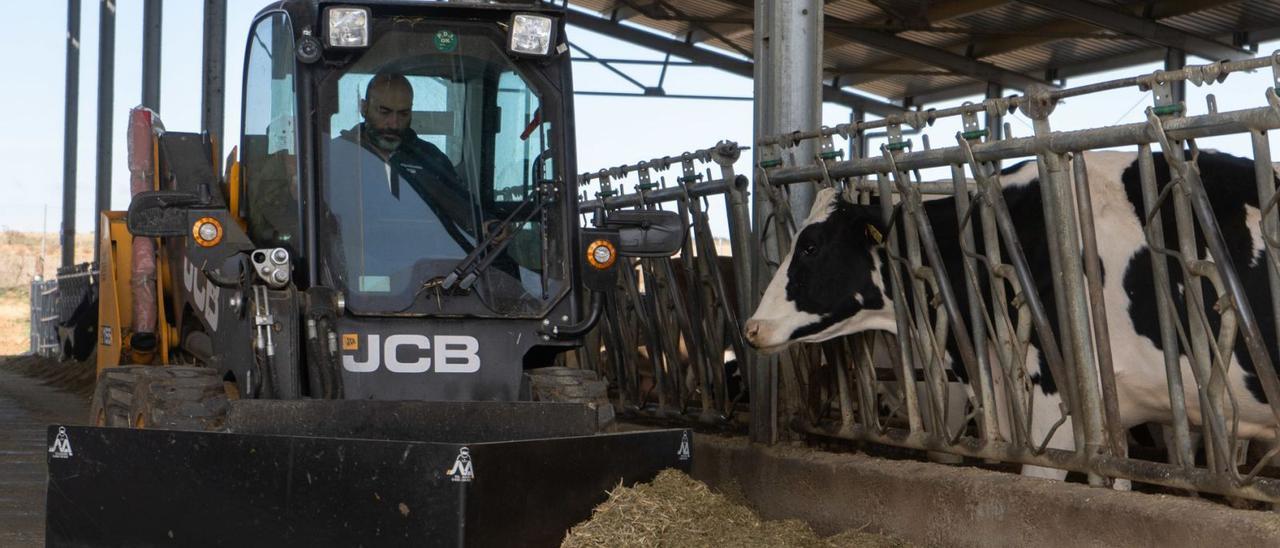 El ganadero Jorge Hernández en su granja de vacas. | José Luis Fernández
