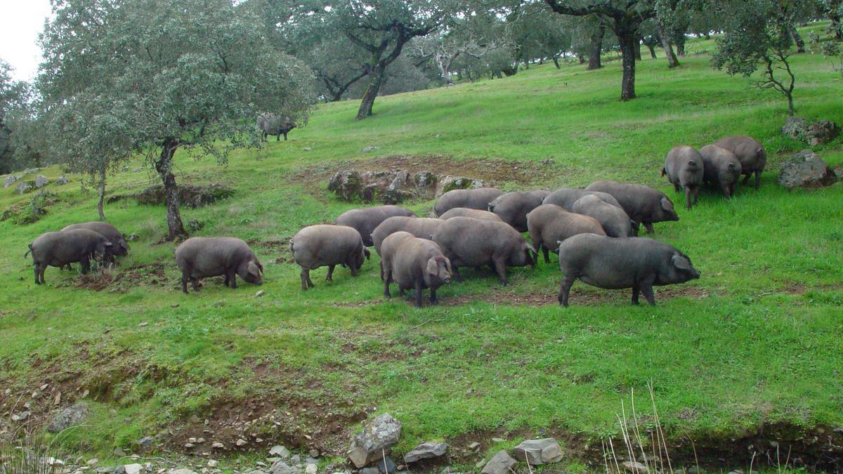 Selección. Cerdos ibéricos puros en montanera, en la dehesa extremeña.
