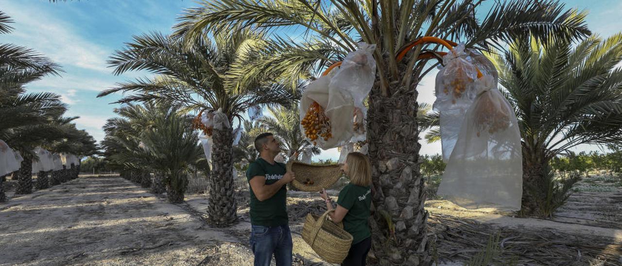 Productores de dátiles de Elche, impulsores de la nueva asociación local que pretende aglutinar a agricultores de toda la comarca.