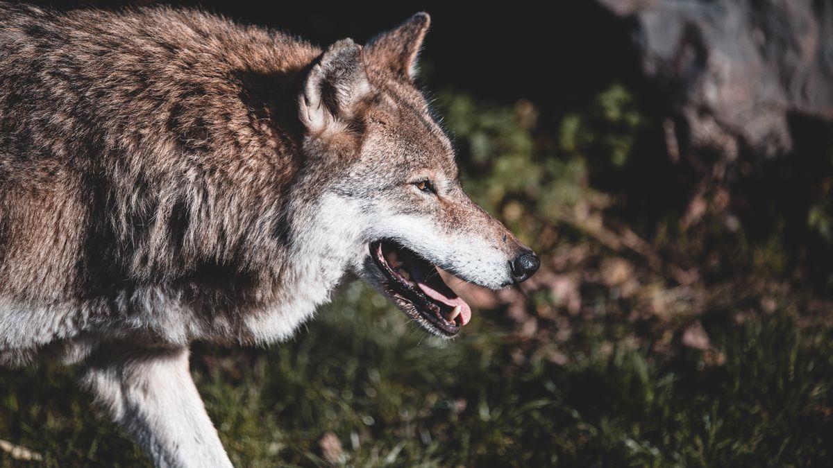 Un rumor anti-vacunes assegura que els fàrmacs contra la covid converteixen en home llop