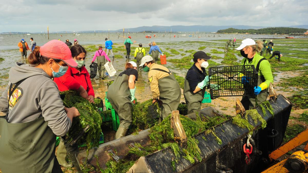 Mariscadoras de Carril retiran as algas nas suas concesión da praia.