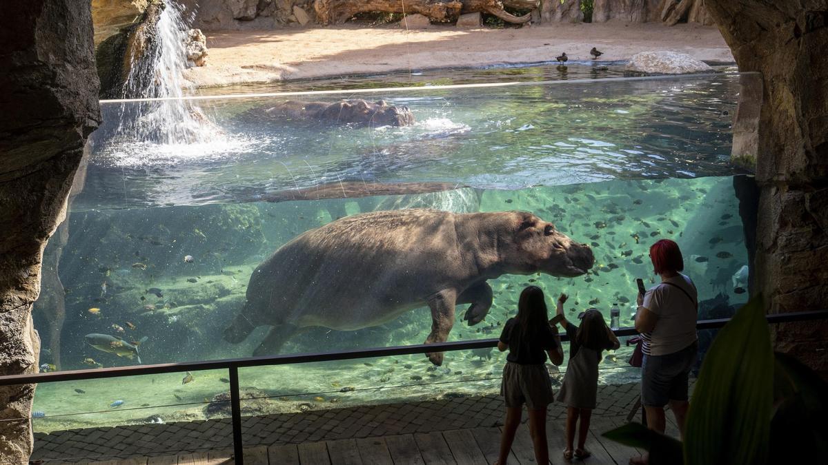 Bioparc Valencia es el único lugar de España que ofrece una visión subacuática de los hipopótamos.