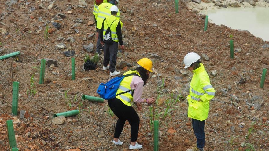 Estudiantes del Algarb de Ibiza plantan árboles para restaurar la cantera de Can Xumeu