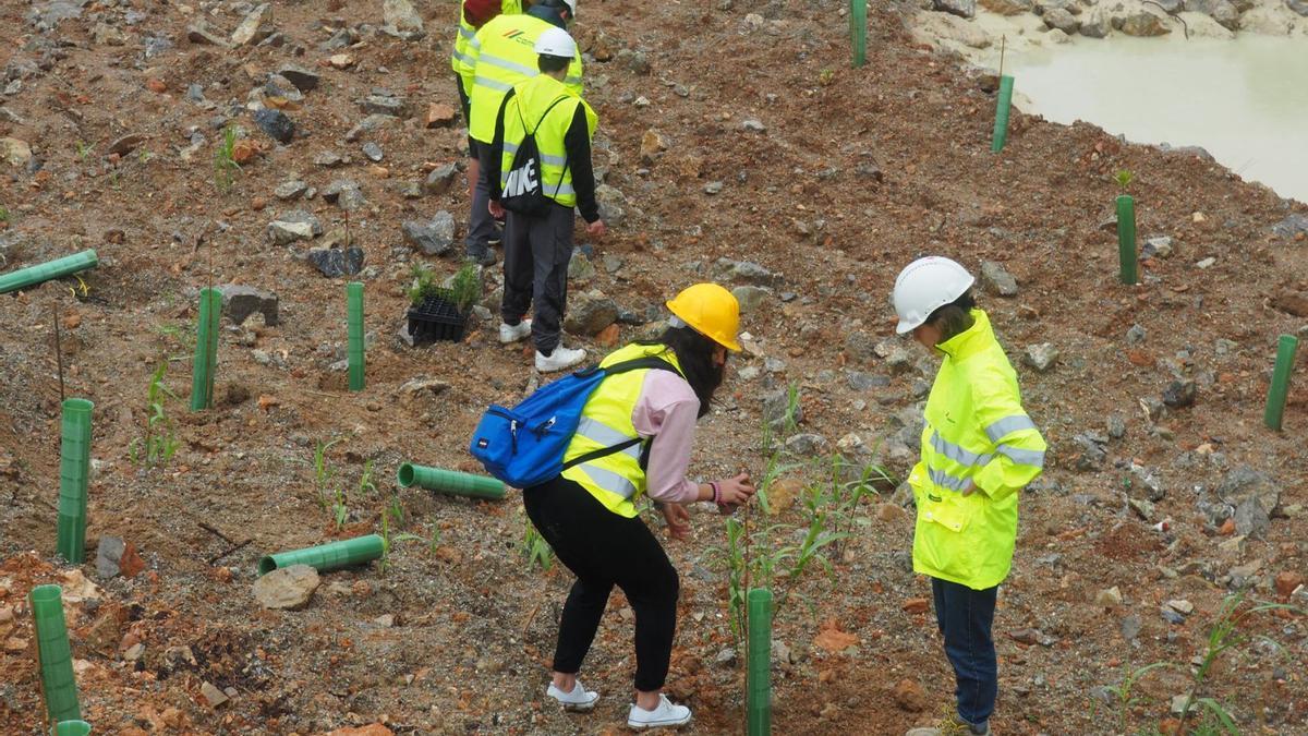 Dos momentos de la plantación de árboles en la cantera por parte de los estudiantes. | CEMEX