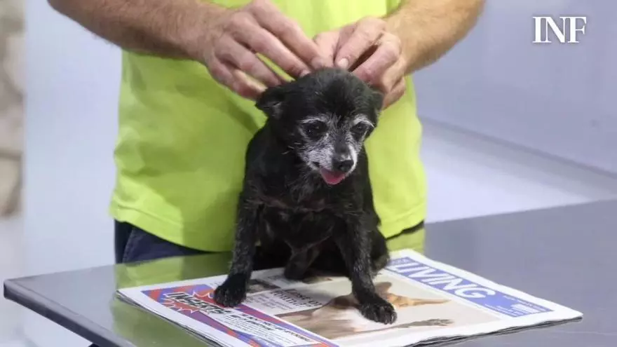 Recupera a su perro robado 7 años después