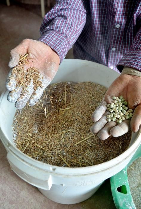 Pepe Guedes, agricultor orgánico