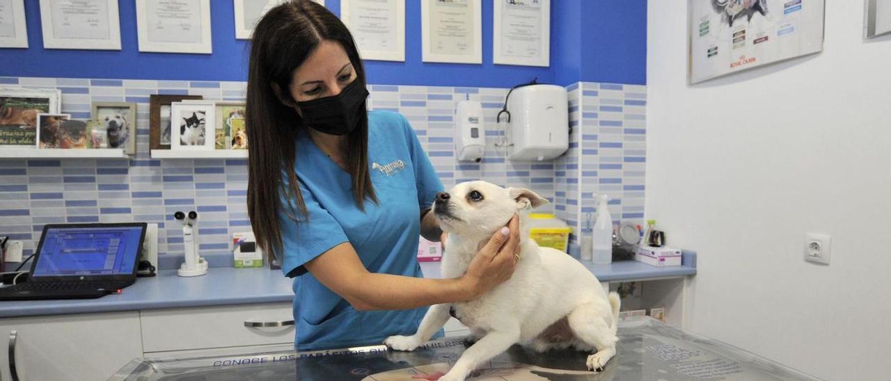 Una veterinaria de la clínica lalinense Animalia, ayer, con un perro.