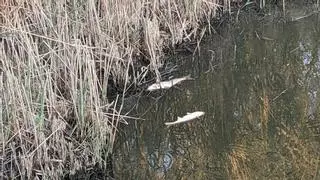 La "sequera extrema" provoca desenes de peixos morts per anòxia als Aiguamolls de l'Empordà