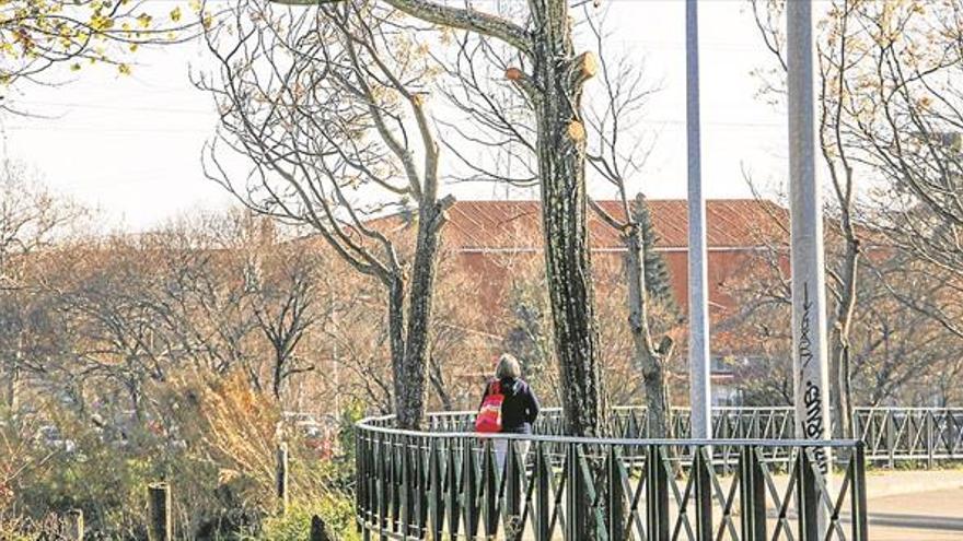 Cáceres Verde alerta del peligro que supone la poda de árboles