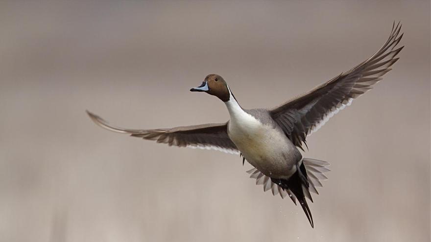 Confirmado: las aves grandes están desapareciendo del planeta y son reemplazadas por especies pequeñas