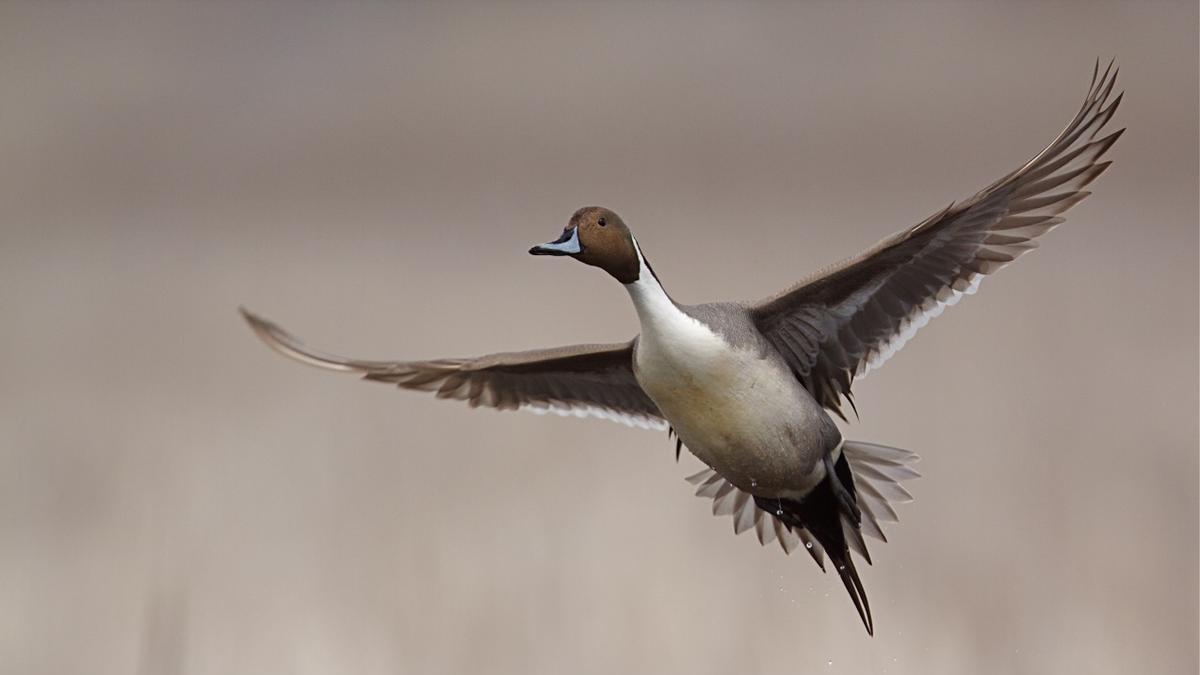DESAPARICIÓN AVES GRANDES | Confirmado: las aves grandes están desapareciendo del planeta y son reemplazadas por especies pequeñas