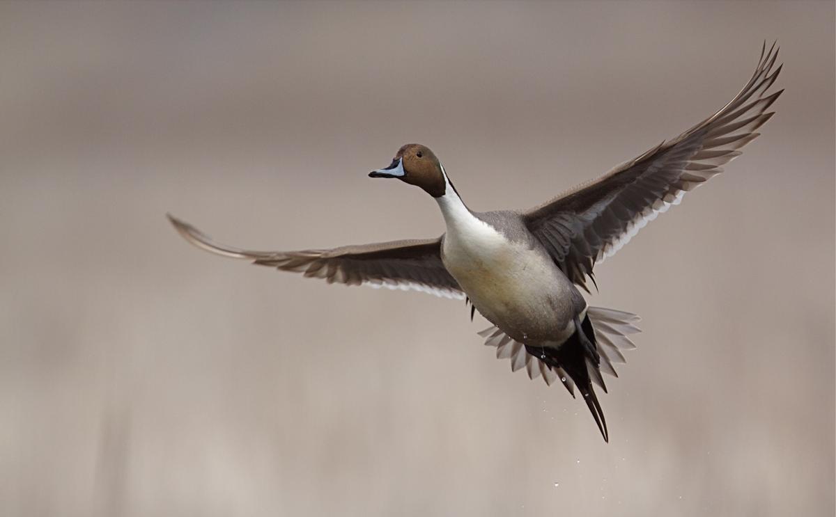 Las aves de mayor tamaño van siendo sustituidas por especies más pequeñas