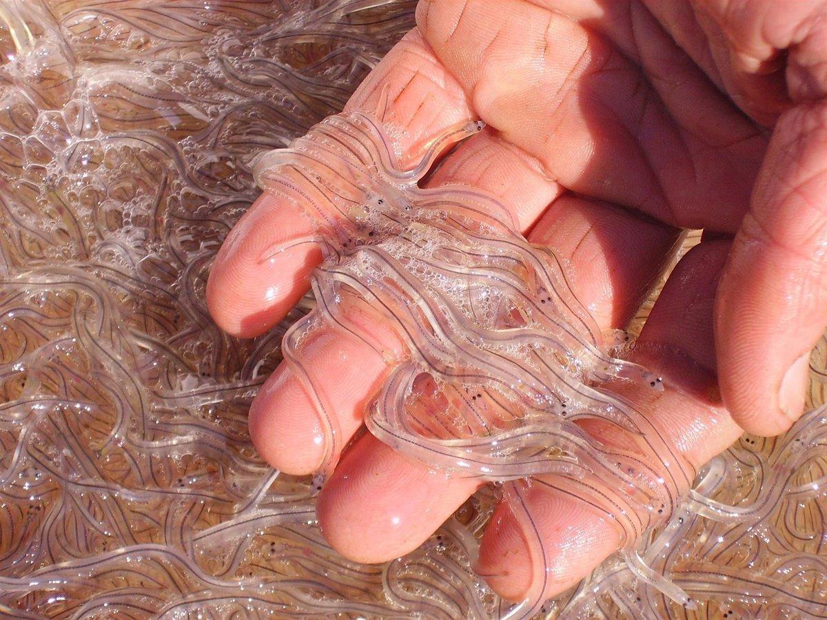 Ejemplares de angula, la cria de la anguila