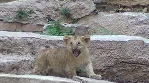 Ha nascut un lleó al Zoo de Barcelona.