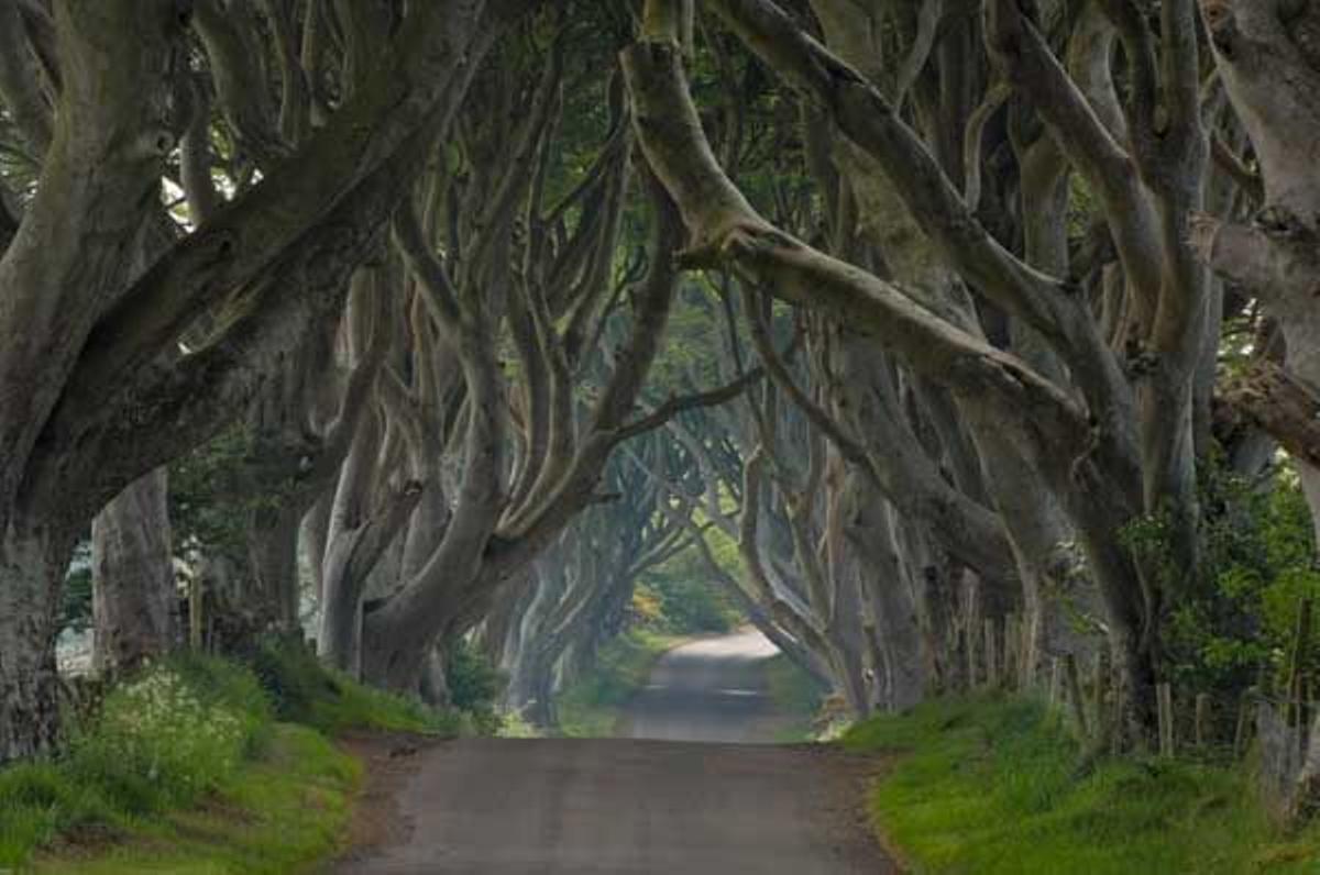Dark Hedges, cerca de la localidad de Armoy, en Irlanda del Norte.
