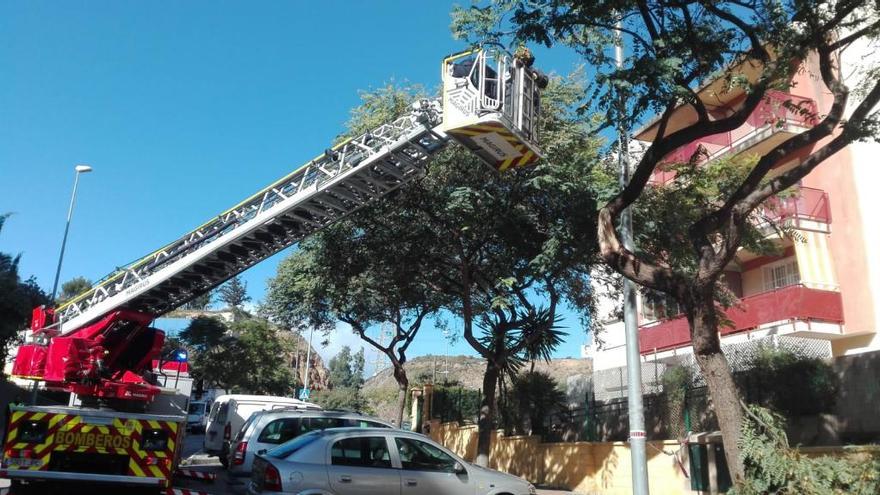 Los bomberos de Málaga sanean un árbol hoy en la capital.