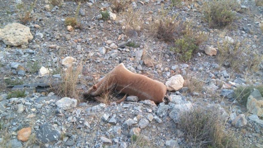 Buscan al autor de la muerte de una cabra montés en Churriana