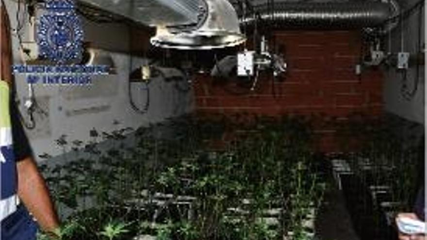 Una imatge de la plantació de marihuana en una casa de Palafrugell.