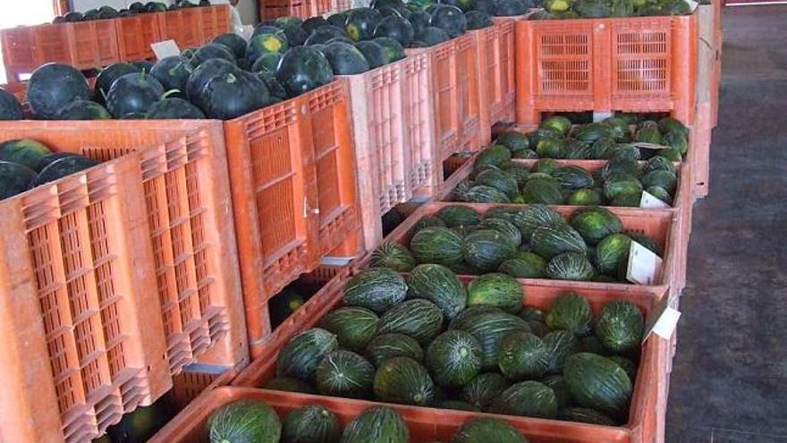 Una imagen de la Hortofrutícola de los Tres Puentes de Dolores en una imagen reciente