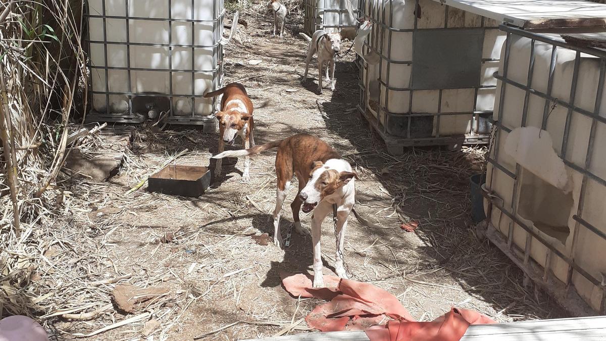 Los técnicos inspeccionaron el lugar y se encontraron a los perros atados a depósitos de agua.