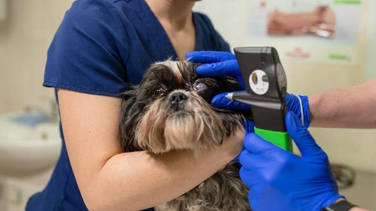 Un oftalmólogo veterinario examina los ojos de un perro con la ayuda de un tonómetro veterinario oftalmológico en una clínica veterinaria.