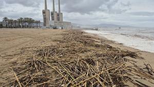 Cañas y suciedad en la orilla de la playa del Litoral de Sant Adrià, este domingo tras la borrasca Jana.