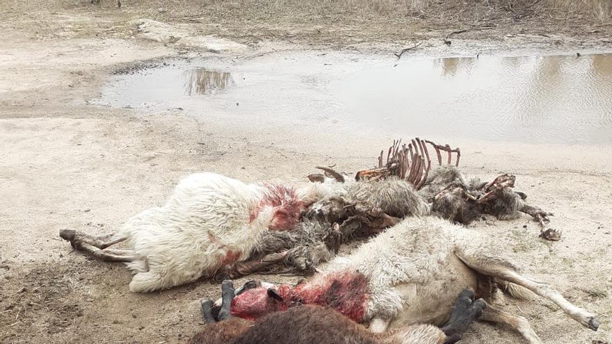 Castilla y León pide al Gobierno el pago de los daños del lobo a los ganaderos