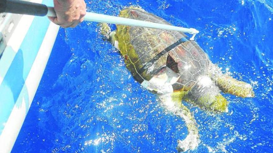 Una tortuga muerta arrollada por una barca