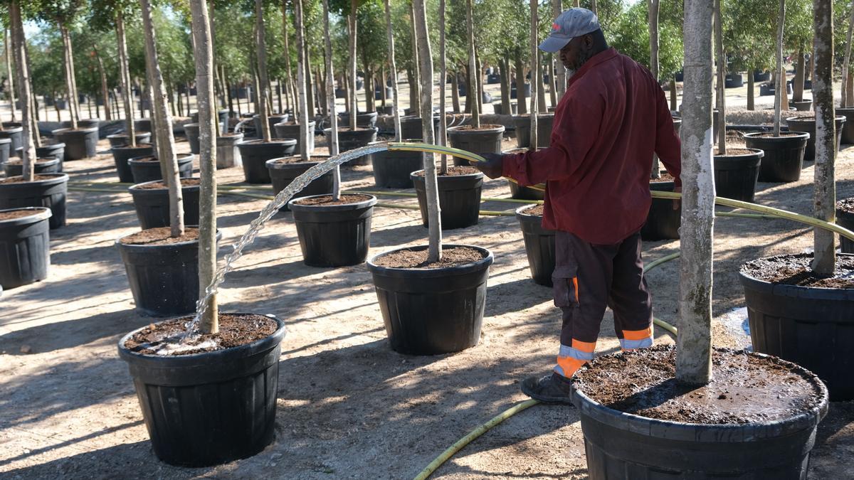 Riego de plantas en un vivero de Elche, que peligra con el recorte del trasvase