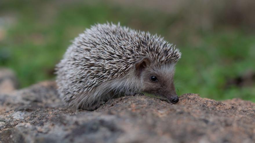 El erizo es abundante en las islas,
aunque pasa desapercibido por
sus hábitos nocturnos. CAT