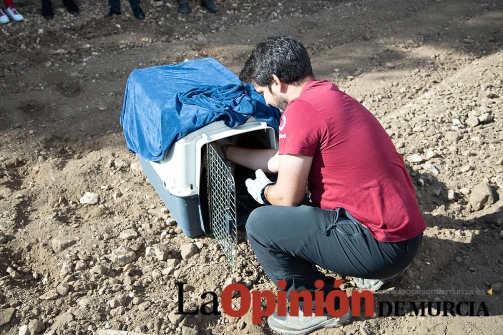 Liberan un Buitre Leonado en la Sierra de Mojantes