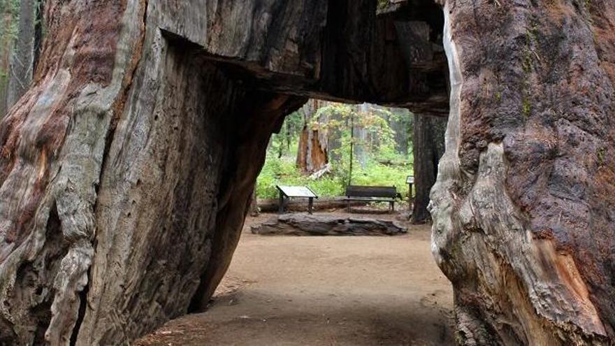 La sequoia Pioneer Cabin Tree tenía más de 1000 años.