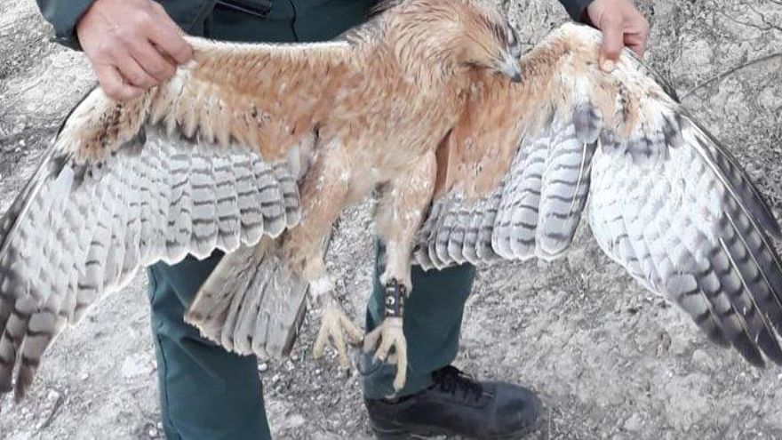 Protección de la avifauna