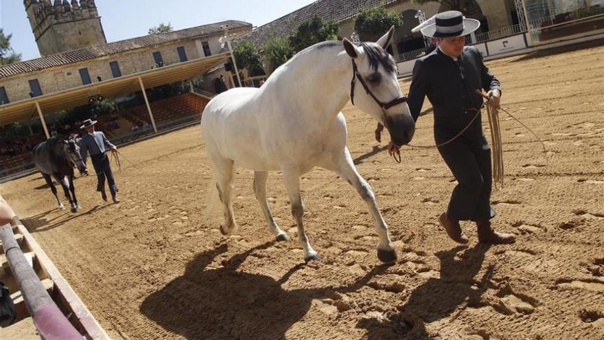 Cabalcor se inaugura bajo la polémica de Caballerizas Reales