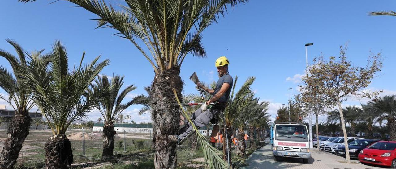 Palmereros municipales podando ejemplares de la avenida de la Unesco