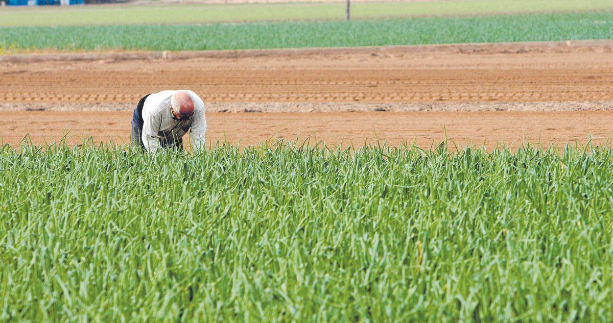 Un agricultor en un campo de cebollas en Alboraia.