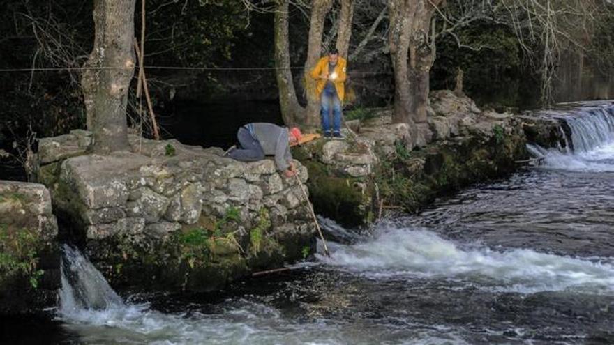 Pesqueiras para la captura de lampreas en el río Ulla