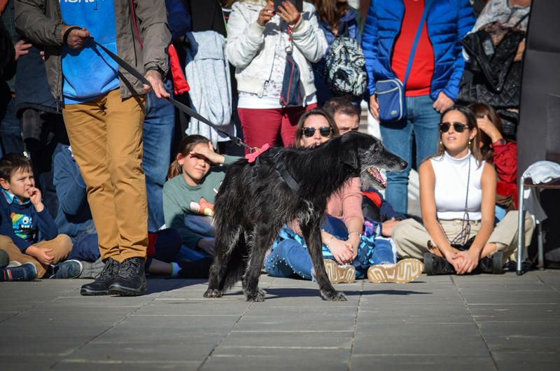 Fundación Bioparc y AUPA celebran el 15º Desfiles de perros abandonados