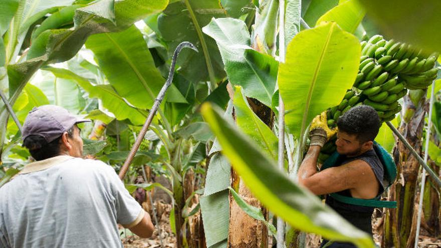 El Plátano de Canarias, generador de empleo