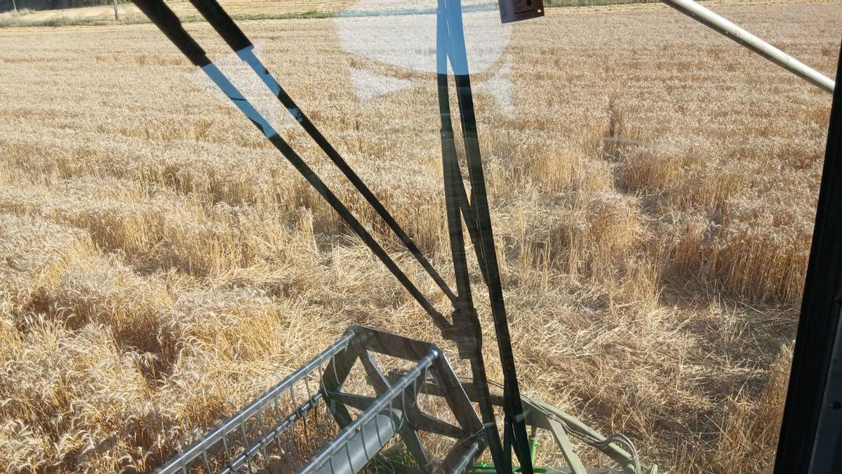 Vídeo: Els pagesos del massís de Rocacorba diuen que segueix havent-hi molts senglars tot i el pla per rebaixar-ne la població