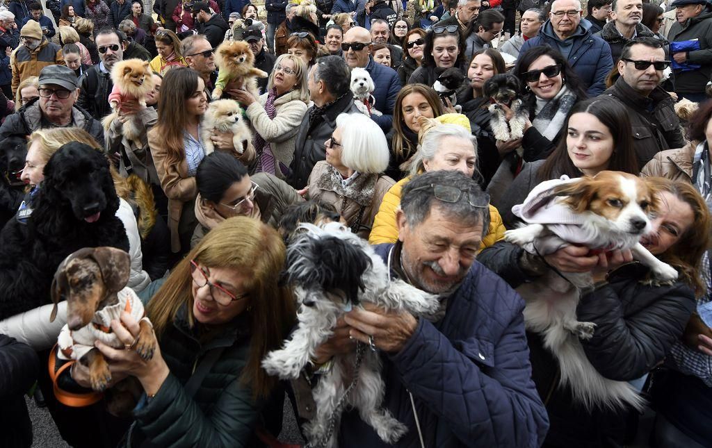 Así ha sido la bendición de animales por San Antón en Murcia