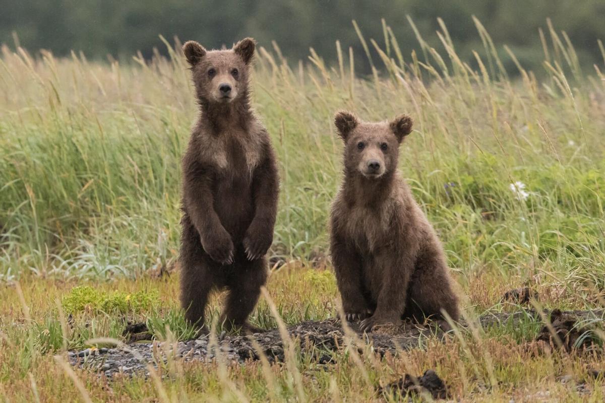 Dos osos en alerta ante la presencia de humanos.