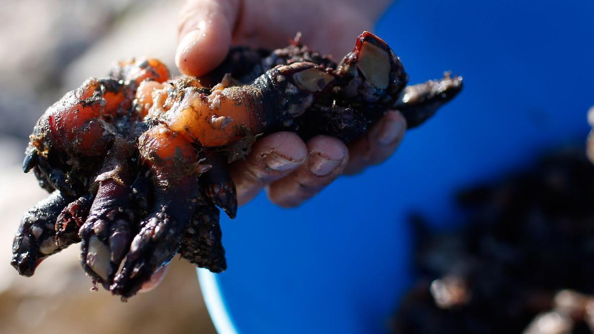 Una piña de percebes.