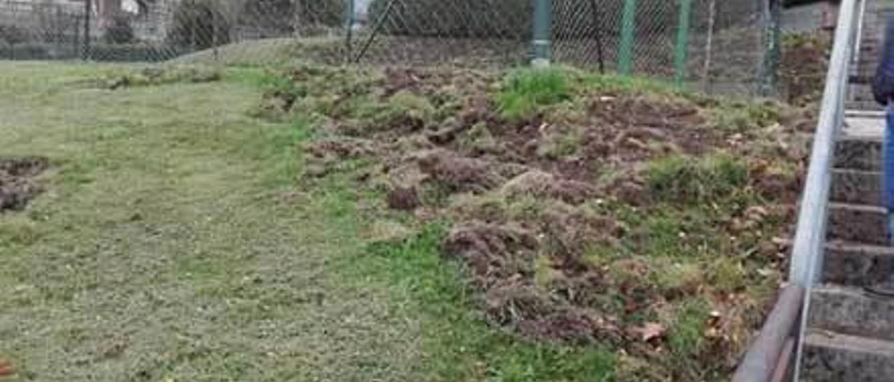 Destrozos causados por jabalíes junto a un parque de juegos de Olivares.